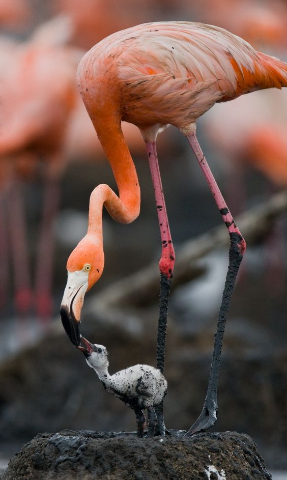Flamingo with Nestling by Andrey Gudkov.jpg