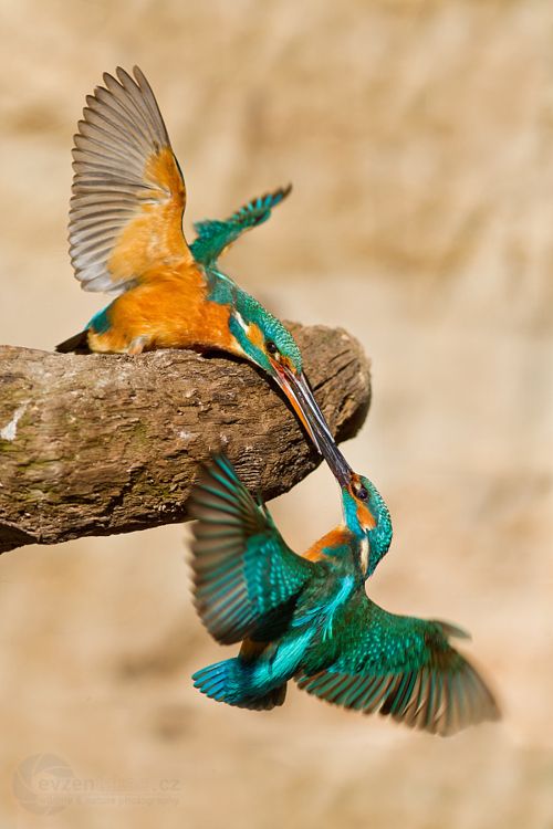 Kissing humming birds Photo by Evzen Takac.jpg