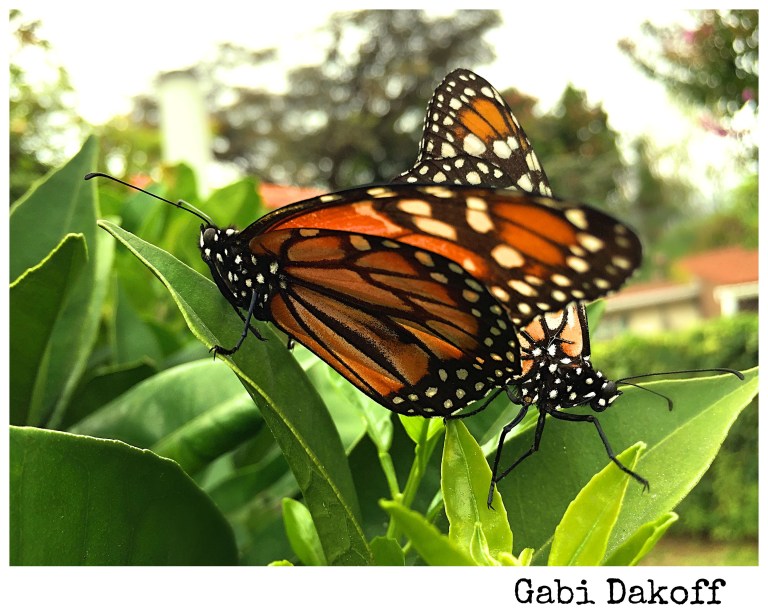 two butterflies in my garden.jpg
