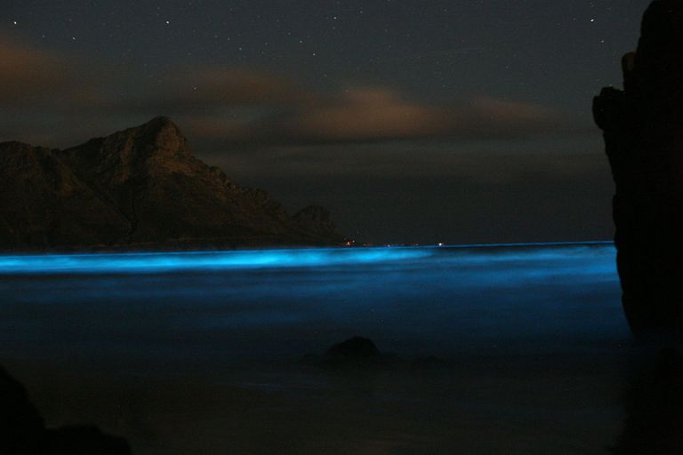 1024px-Blue_Tide-_Noctiluca.jpeg