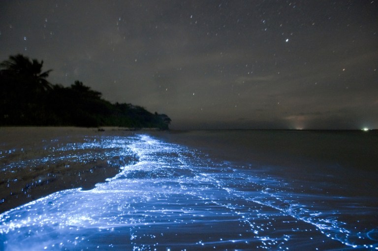 El misterio de la luz azul neón en el mar.jpg