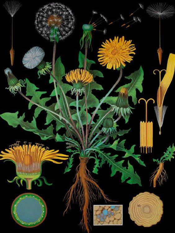 Diente de León (Taraxacum officinale).jpg