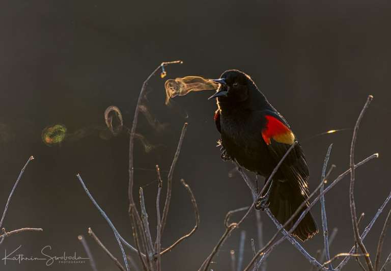 red-winged-blackbird-kathrin-swoboda-1.jpg