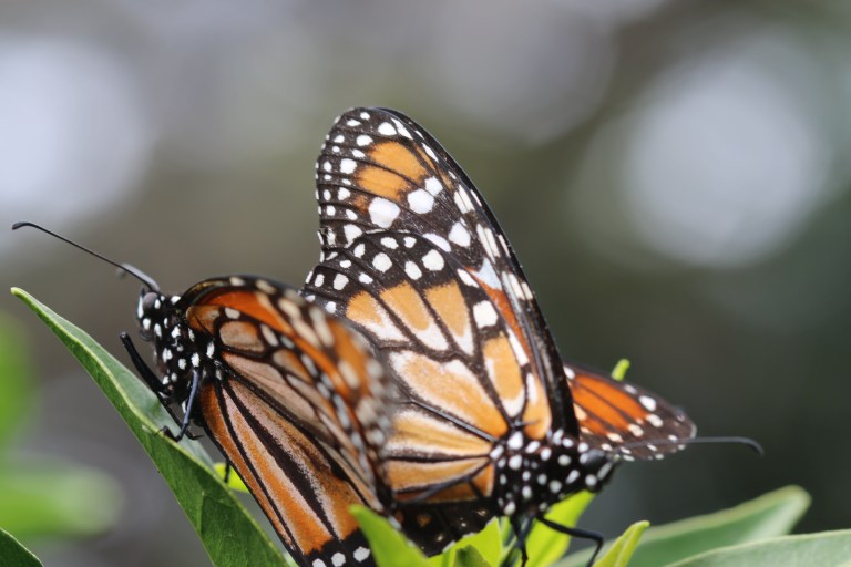 mariposas 006.JPG