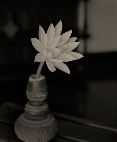 Kenro Izu Fleur