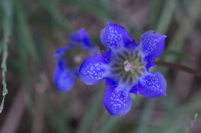 Gentiana pneumonanthe