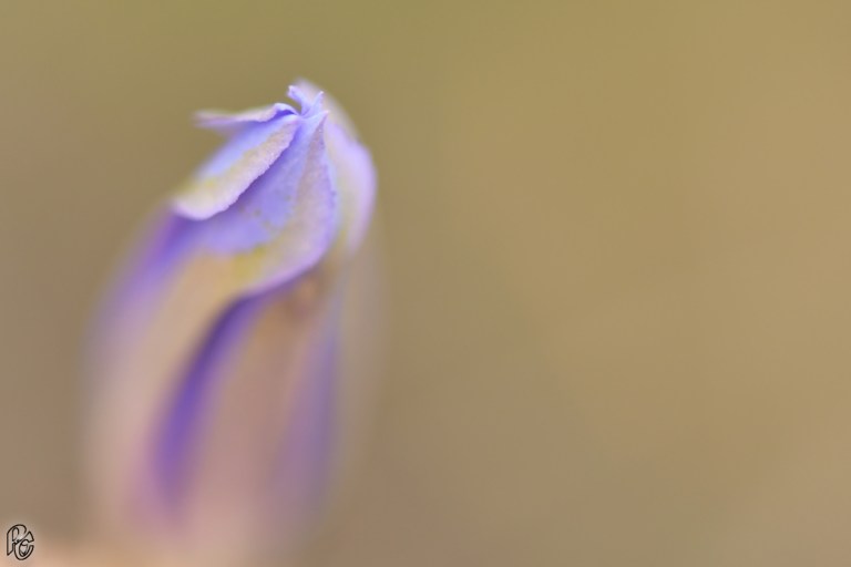 36211279054_b05fdbd856_o