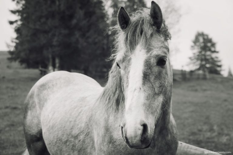 Carpathian mountains, Ukraine