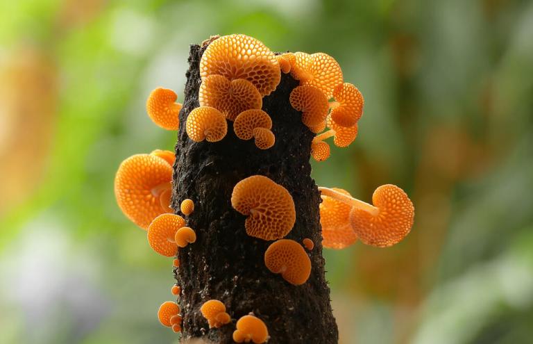 Favolaschia calocera (orange pore fungus)