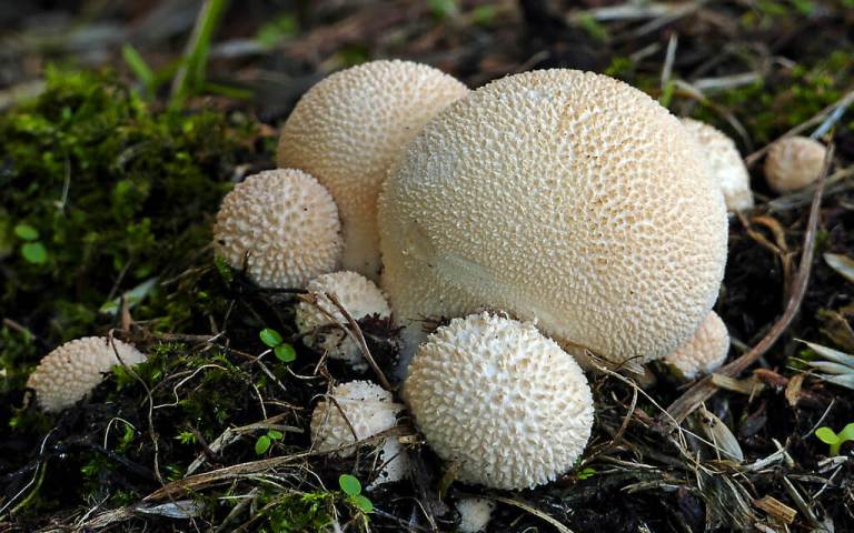 Lycoperdon pyriforme (Pear-shaped puffball)
