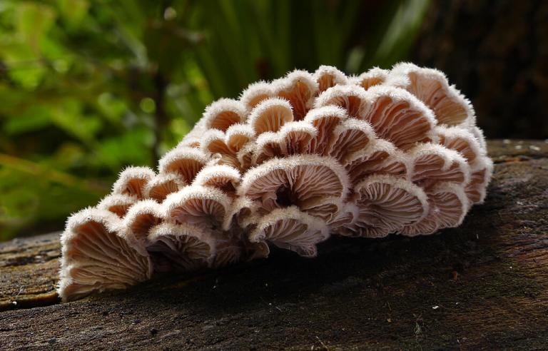 Schizophyllum commune (Split gill)
