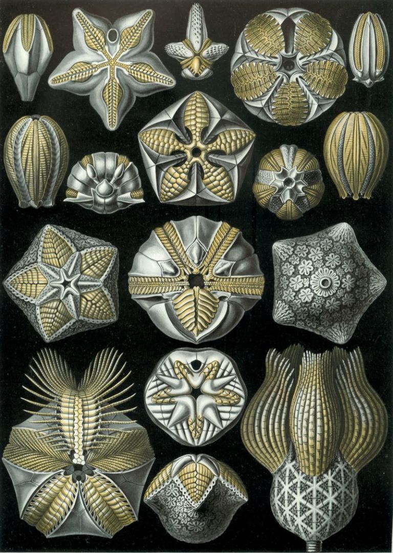 01-Haeckel_Blastoidea-Plate 80, Blastoidea