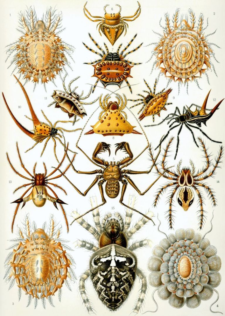 06-Plate 66, Arachnida