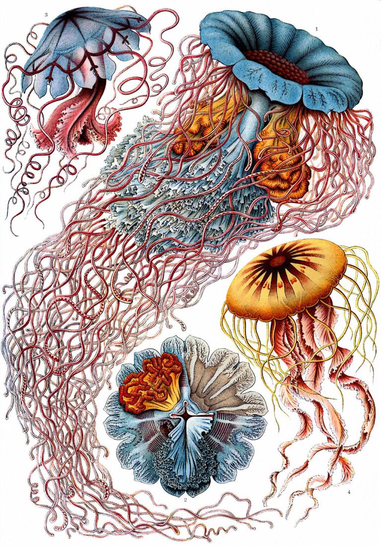 1024px-Haeckel_Discomedusae_2