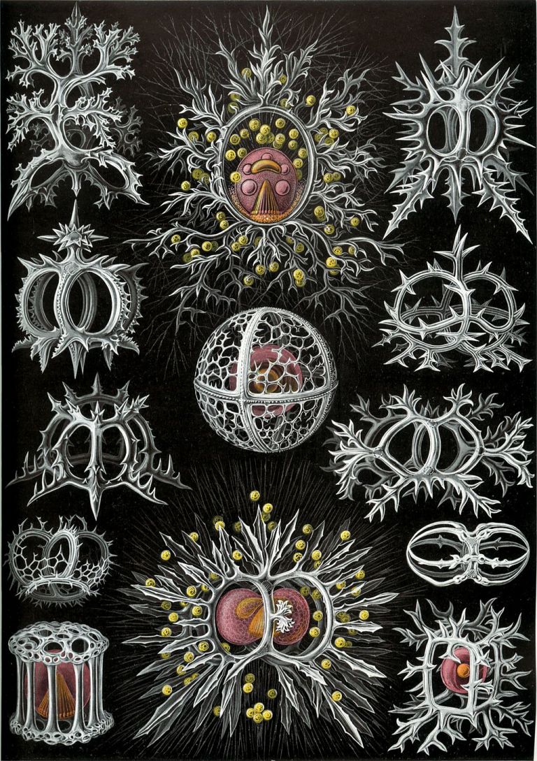 1024px-Haeckel_Discomedusae_5