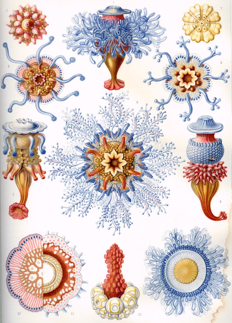 Haeckel_Siphonophorae