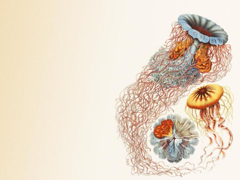 Haeckle-Demonema-header-web